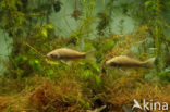 Prussian carp (Carassius gibelio)