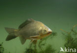 Giebel (Carassius gibelio)