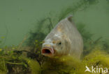 Giebel (Carassius gibelio)