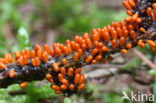 Glanzend druivenpitje (Leocarpus fragilis)