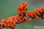 Glanzend druivenpitje (Leocarpus fragilis)