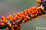 Glanzend druivenpitje (Leocarpus fragilis)