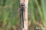 Glassnijder (Brachytron pratense) 