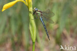 Glassnijder (Brachytron pratense) 