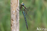 Glassnijder (Brachytron pratense) 