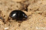 Gnathoncus buyssoni