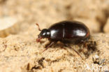 Gnathoncus communis