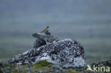 Golden Plover (Pluvialis apricaria)