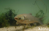 Grass Carp (Ctenopharyngodon idella)