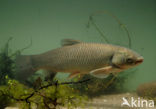 Grass Carp (Ctenopharyngodon idella)