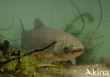 Grass Carp (Ctenopharyngodon idella)