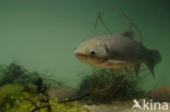 Grass Carp (Ctenopharyngodon idella)