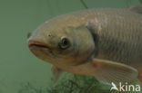 Grass Carp (Ctenopharyngodon idella)