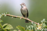 Greater Whitethroat (Sylvia communis)