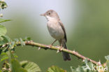 Greater Whitethroat (Sylvia communis)