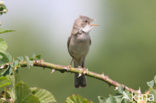 Greater Whitethroat (Sylvia communis)