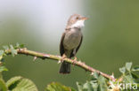 Greater Whitethroat (Sylvia communis)