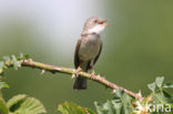 Greater Whitethroat (Sylvia communis)