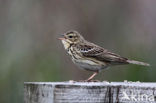 Graspieper (Anthus pratensis) 