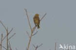 Corn Bunting (Miliaria calandra)