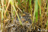 Corn Bunting (Miliaria calandra)
