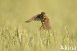 Corn Bunting (Miliaria calandra)