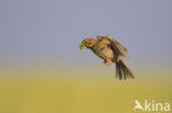 Corn Bunting (Miliaria calandra)