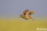 Corn Bunting (Miliaria calandra)