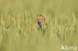 Corn Bunting (Miliaria calandra)