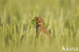 Corn Bunting (Miliaria calandra)