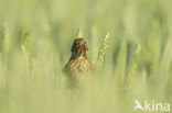 Corn Bunting (Miliaria calandra)