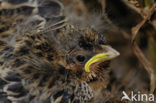 Corn Bunting (Miliaria calandra)