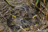 Corn Bunting (Miliaria calandra)