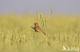 Corn Bunting (Miliaria calandra)