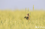 Grauwe Gors (Miliaria calandra) 