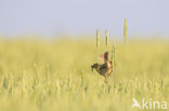 Corn Bunting (Miliaria calandra)
