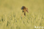 Corn Bunting (Miliaria calandra)