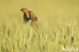 Corn Bunting (Miliaria calandra)