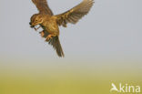 Corn Bunting (Miliaria calandra)