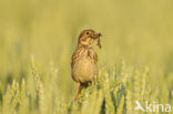 Corn Bunting (Miliaria calandra)