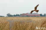 Montagu’s Harrier (Circus pygargus)