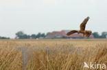 Montagu’s Harrier (Circus pygargus)