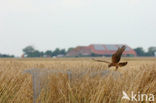 Montagu’s Harrier (Circus pygargus)