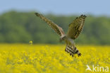 Montagu’s Harrier (Circus pygargus)