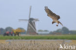 Montagu’s Harrier (Circus pygargus)