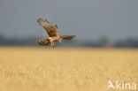 Montagu’s Harrier (Circus pygargus)