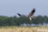 Montagu’s Harrier (Circus pygargus)