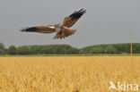 Montagu’s Harrier (Circus pygargus)