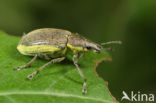 Groene distelsnuitkever (Chlorophanus viridis)