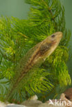 green frog (Rana esculenta 